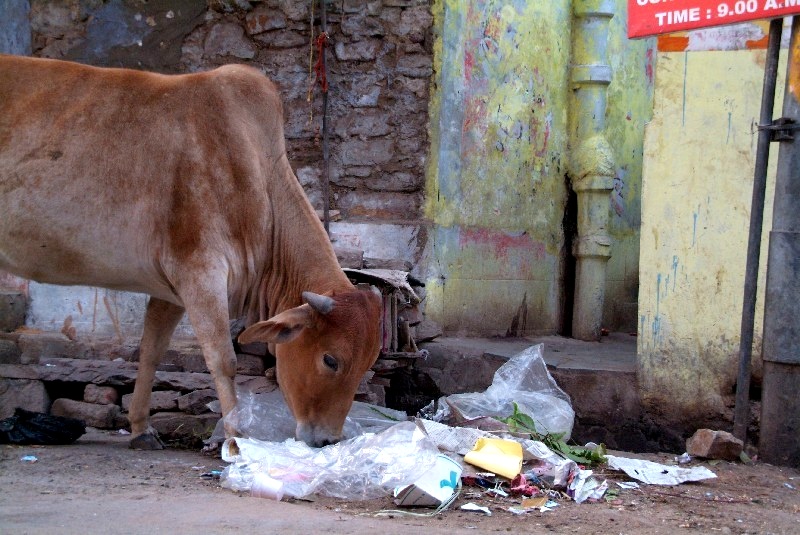 Rajasthan, Indien: Machen sich eigentlich nur die Touristen Sorgen um die heiligen plastikfressenden Kühe