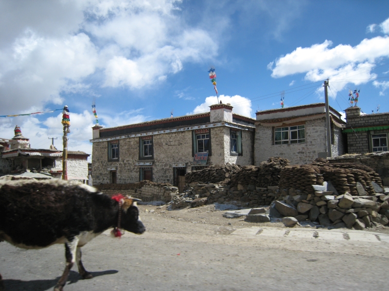 wandern-in-tibet-029-yak-in-den-strassen-von-nangartse