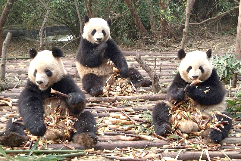 china3 033 pandabären